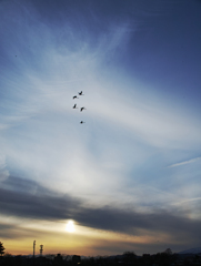 Swans crossing the bridge