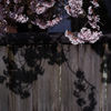 影桜②