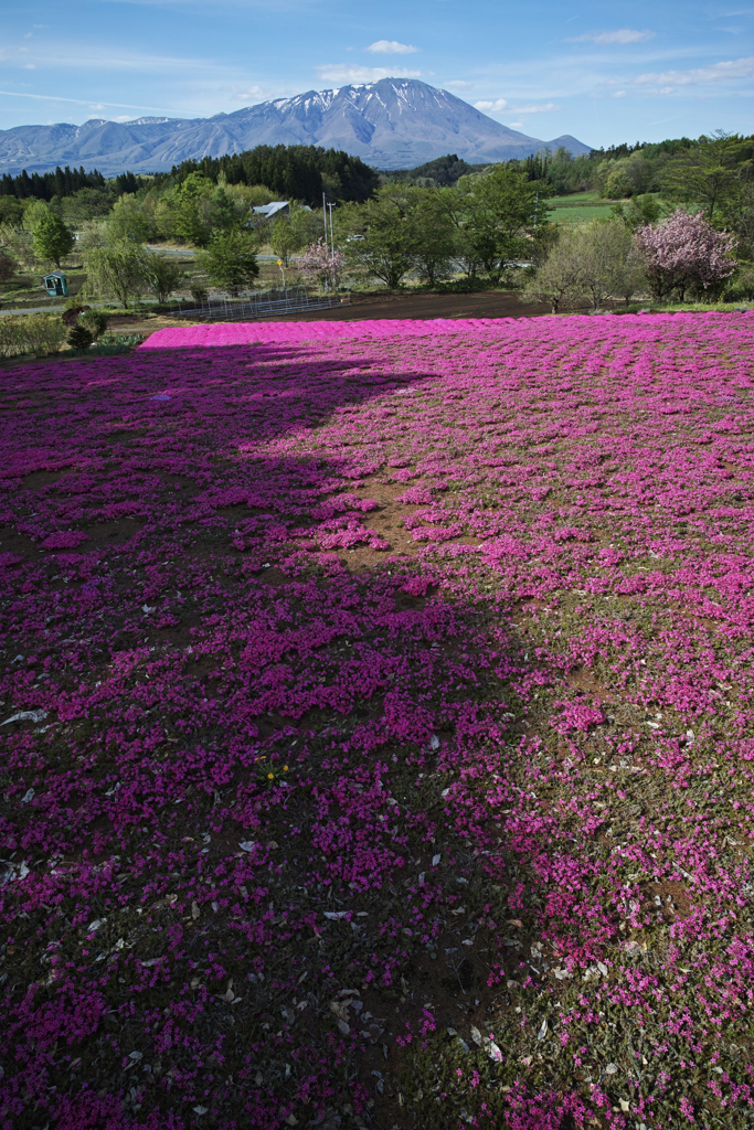 影桜