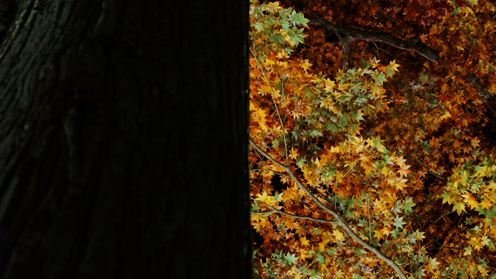 Half autumn