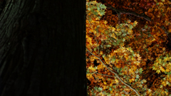 Half autumn