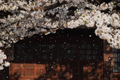 龍谷寺の桜吹雪