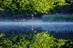 Reflection