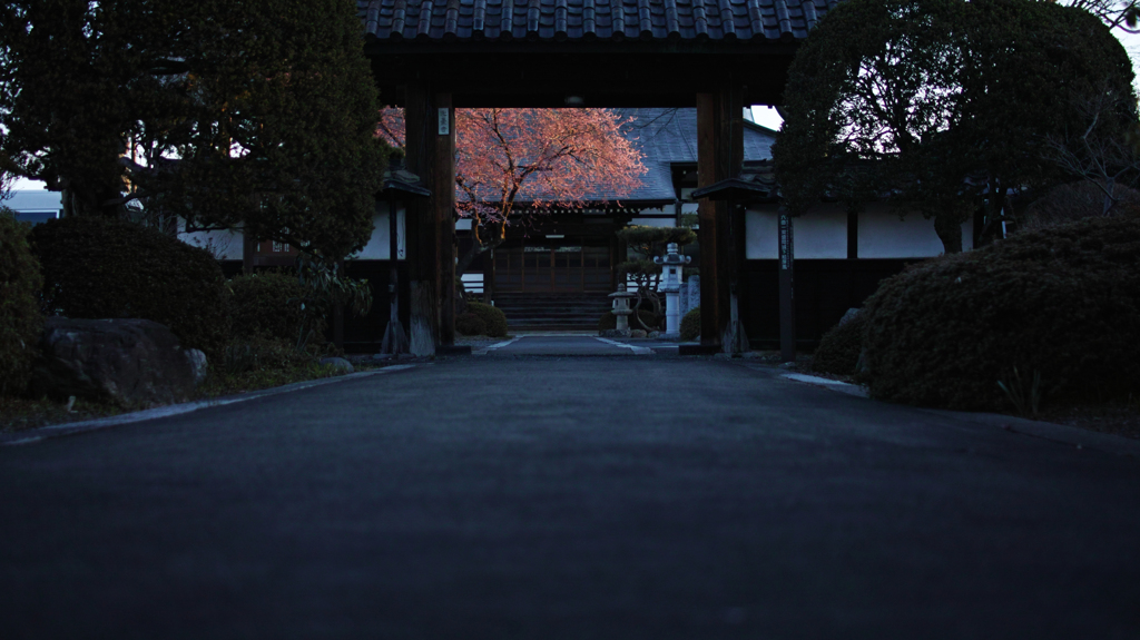 赤桜