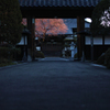 赤桜