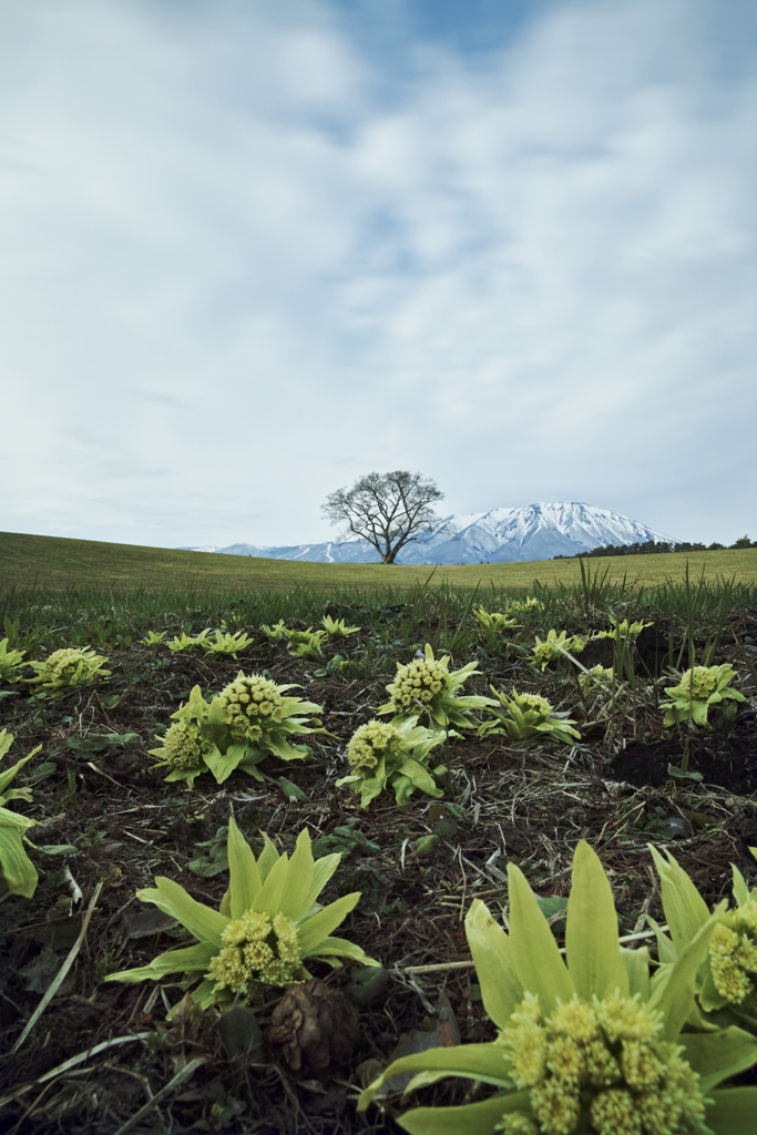 Spring in Koiwai