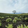 Spring in Koiwai