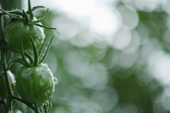 Blue tomatoes