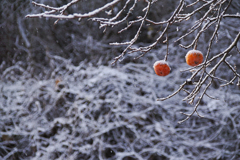 persimmon