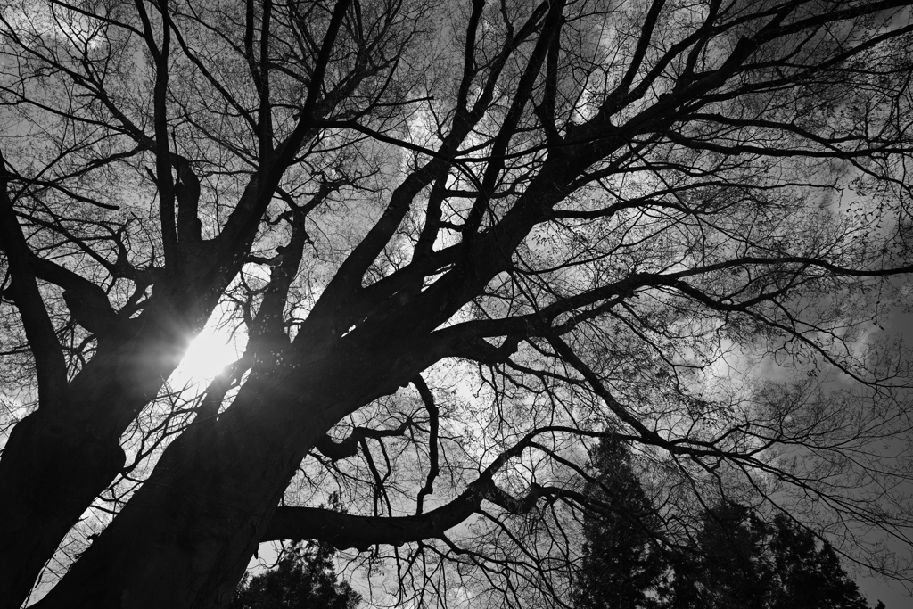 Devil tree again