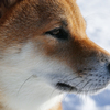 Foveon snow dog
