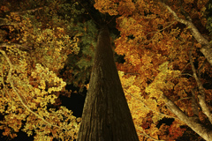 Foveon light up tree