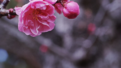桃色吐息