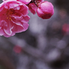 桃色吐息