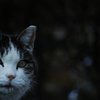 a cat