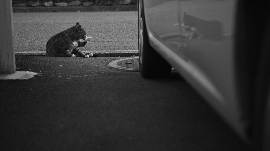 野良のいる日常