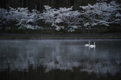 春を泳ぐ