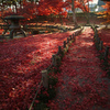 Red road