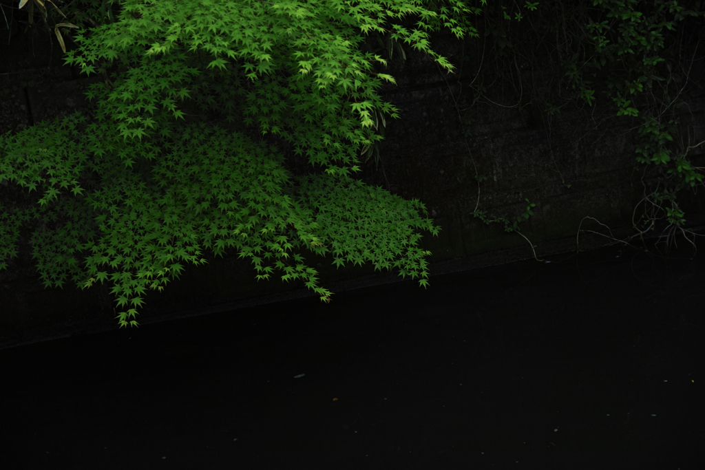 rainy green