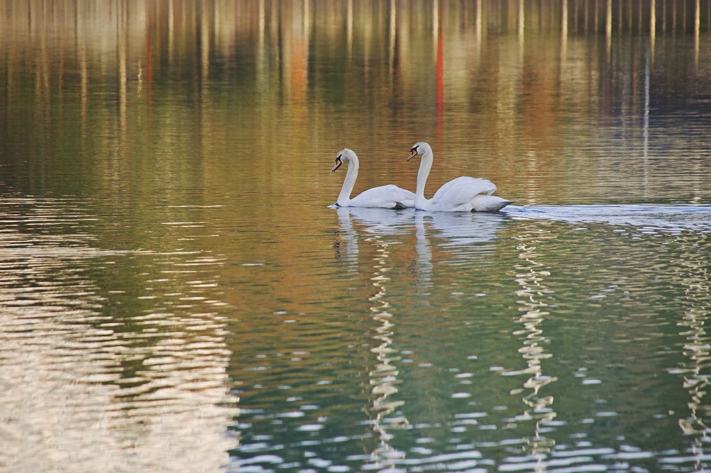 reflection