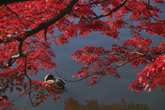 秋の夢