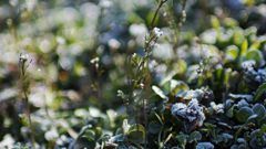 frost