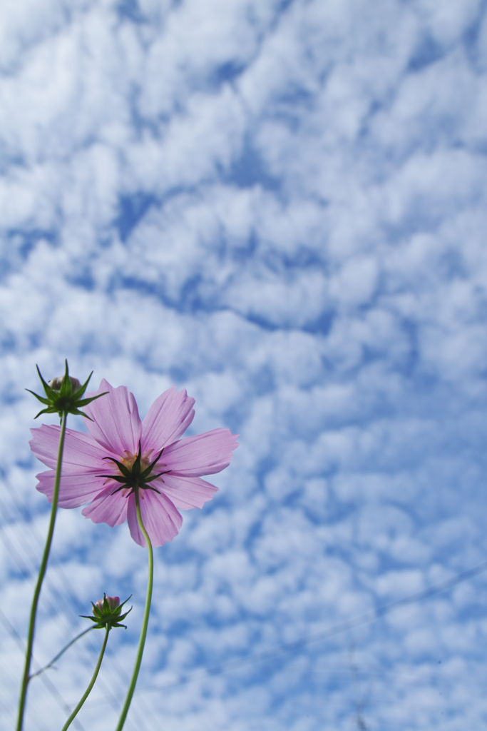 秋空