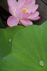 雨の螺旋