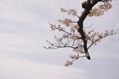 逆桜