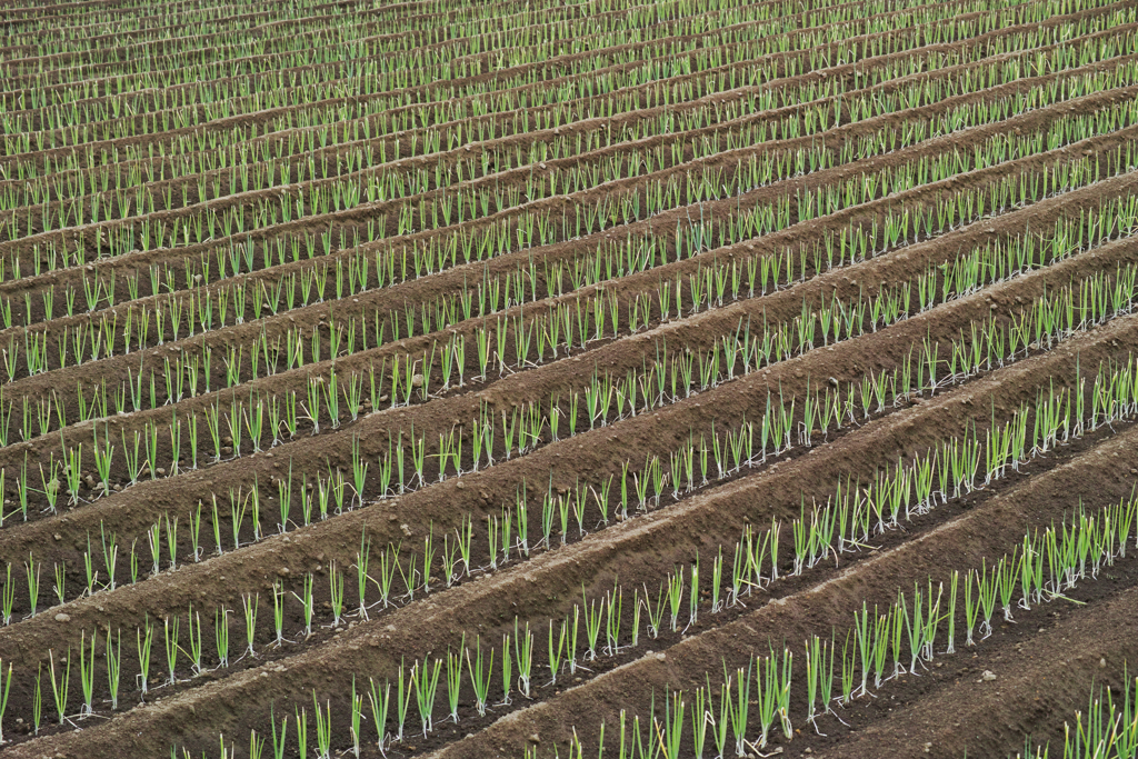 green onions