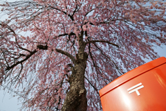 Letter of cherry blossoms