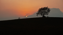 Sunset tree