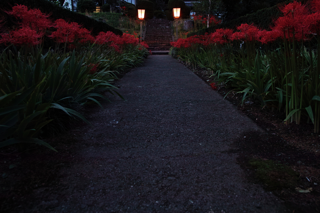 Red shadow