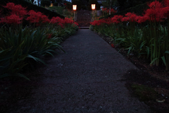 Red shadow