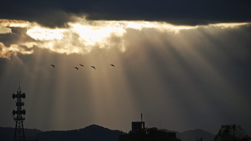 5 birds