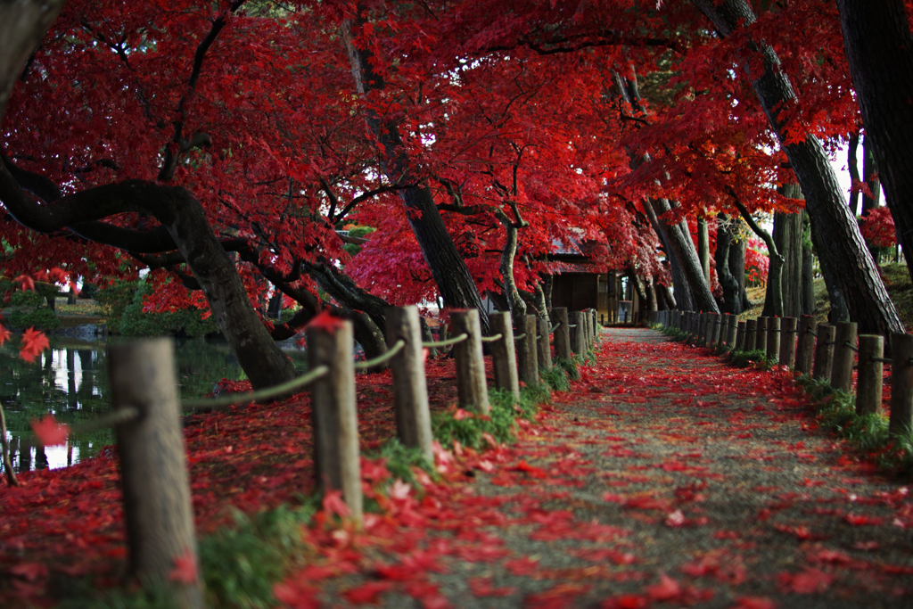 Morioka Red