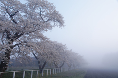 霧桜　弐