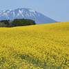 Spring colors