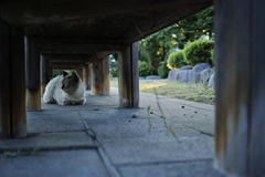 Cat tunnel