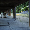 Cat tunnel