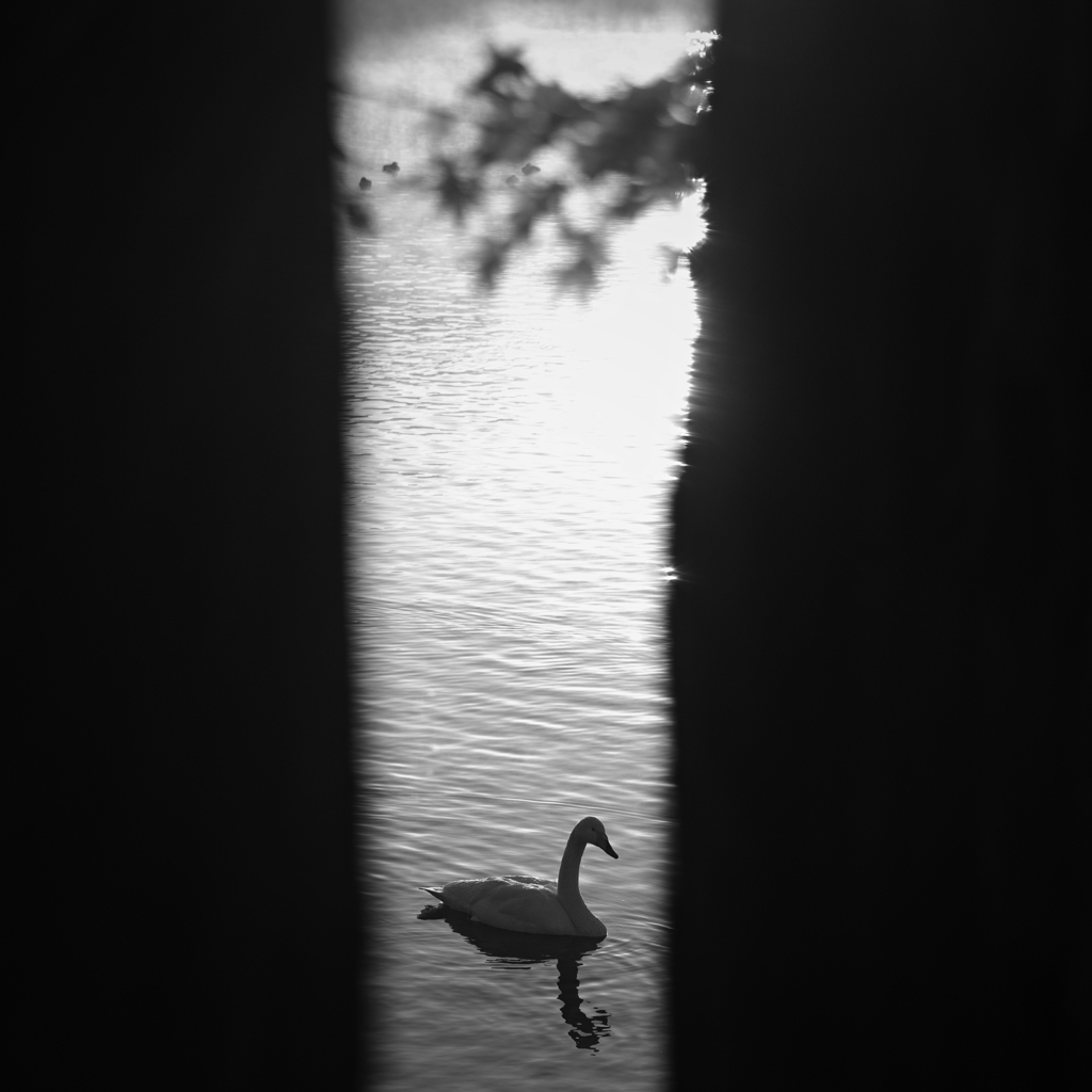 a swan