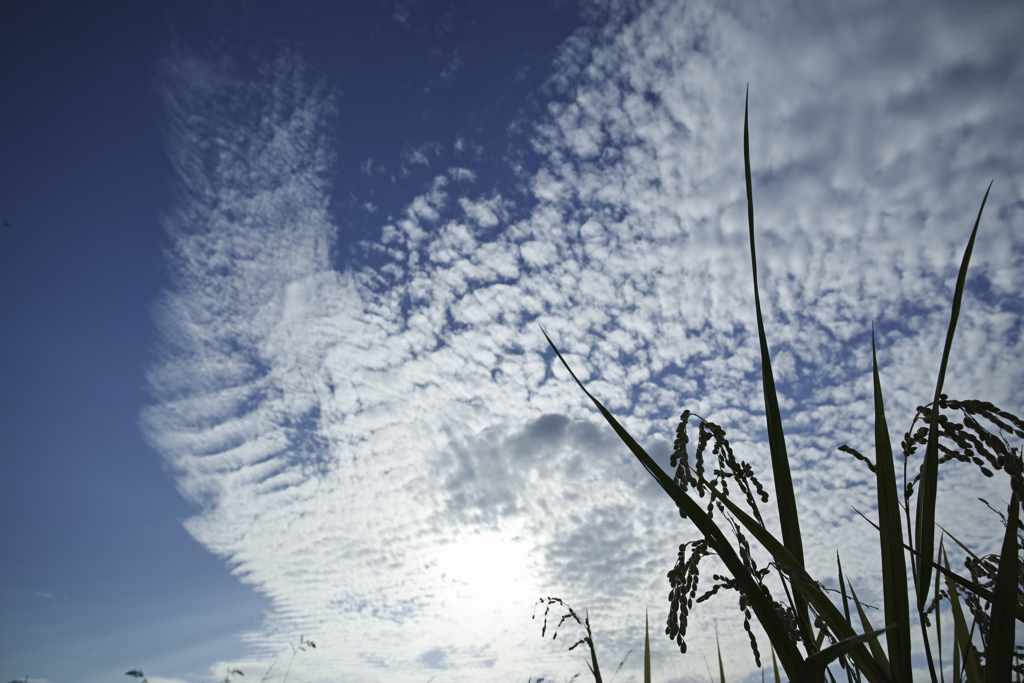 実りの空