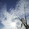 実りの空
