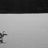 Monochrome swan