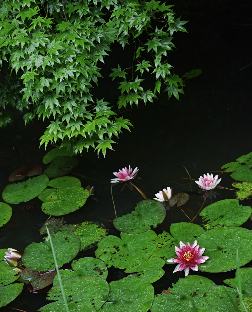 Pink & Green