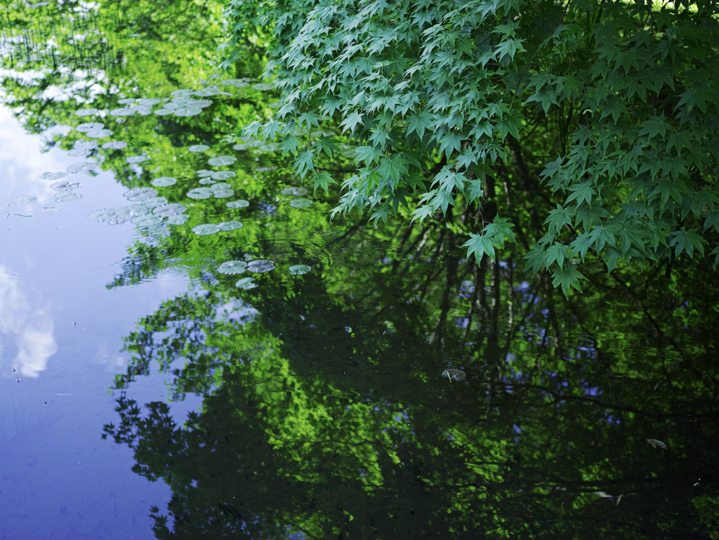 Reflection  leaf