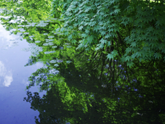 Reflection  leaf