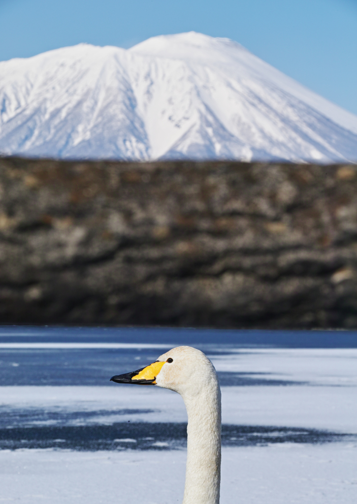 山／鳥