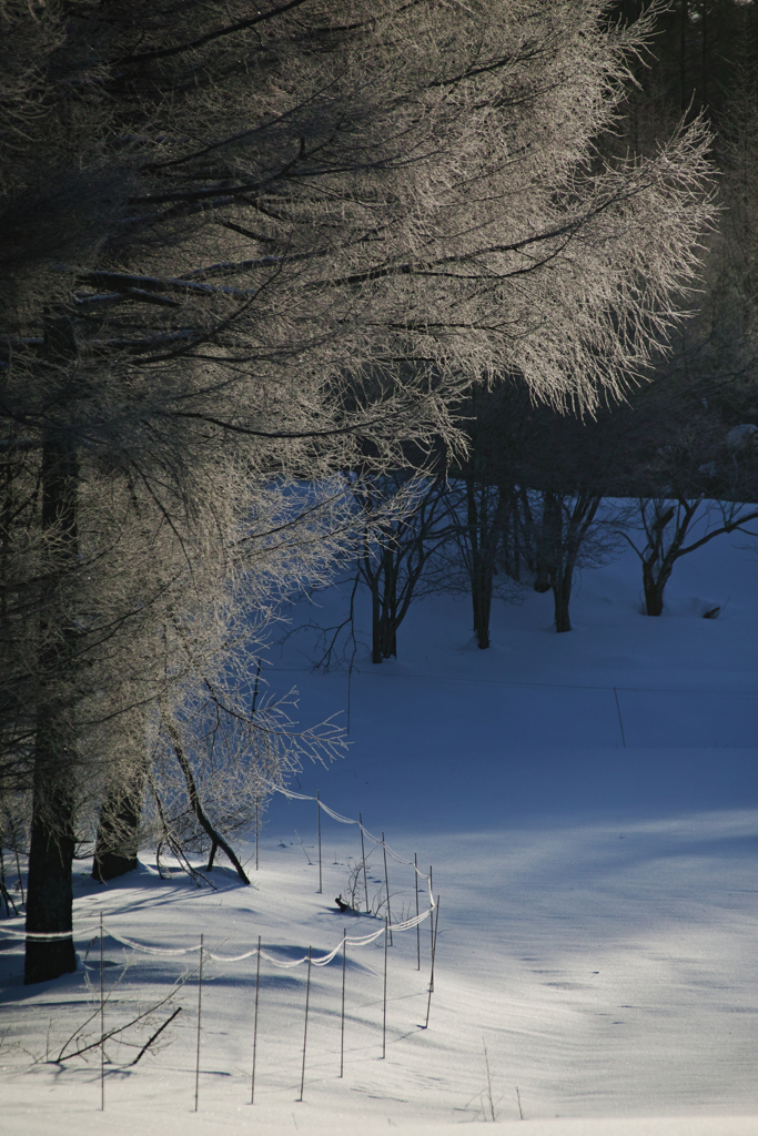 Silver tree