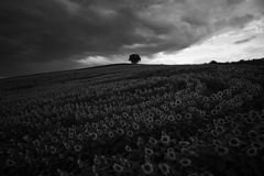 Monotone